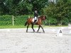 dressage horse Eternity 49 (Hanoverian, 2005, from Embassy I)