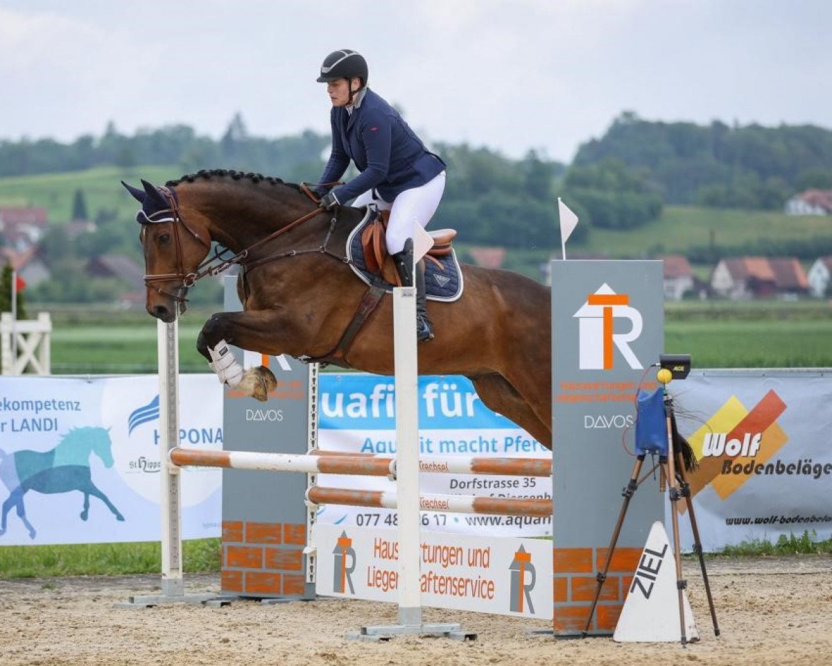 jumper Carlo 482 (Hanoverian, 2012, from Cent 15)