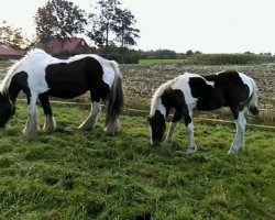 stallion Ramiro (Tinker / Irish Cob / Gypsy Vanner, 2017)