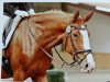 dressage horse Carry B (Westphalian, 2011, from Catum)