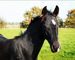 Pferd Duprés (Hannoveraner, 2017, von Don Crusador)