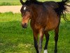 broodmare Sarah (New Forest Pony, 1993, from Wicked Courtjester)