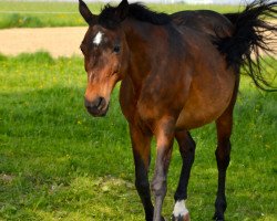 Zuchtstute Sarah (New-Forest-Pony, 1993, von Wicked Courtjester)