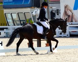 horse Robin Hood IH (New Forest Pony, 2008, from Rinaldo)