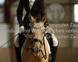 Dressurpferd Cookie de Luxe 3 (Deutsches Reitpony, 2013, von FS Champion de Luxe)