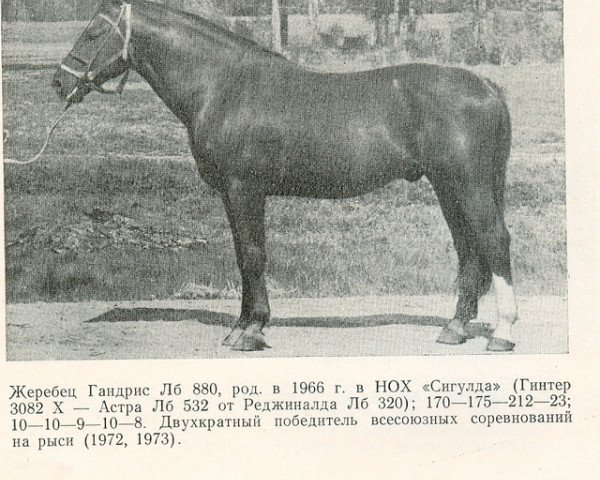 Deckhengst Gandris (Lettisches Warmblut, 1966, von Guenther 3082)