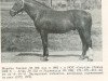 stallion Gandris (Latvian Warmblood, 1966, from Guenther 3082)