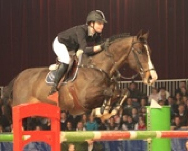 stallion Rubynea (Dutch Warmblood, 1998, from Lord Calando)