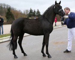 dressage horse Lucciano IH (New-Forest-Pony, 2011, from Lamento I)