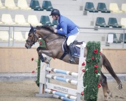 stallion Birkilds Baron (New Forest Pony, 2011, from Birkilds Balboa)