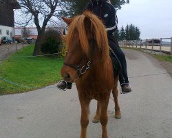 horse Veritas vom Lechtal (Iceland Horse,  , from Fakur vom Staudenhof)