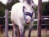 horse Frankenbach Craddock (Welsh-Pony (Section B), 2009, from Frankenbach Paddington)