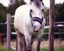 Pferd Frankenbach Craddock (Welsh Pony (Sek.B), 2009, von Frankenbach Paddington)