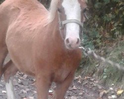 horse Maka vom Frankenberg (Welsh mountain pony (SEK.A), 2017, from Leemkuil's Ikor)