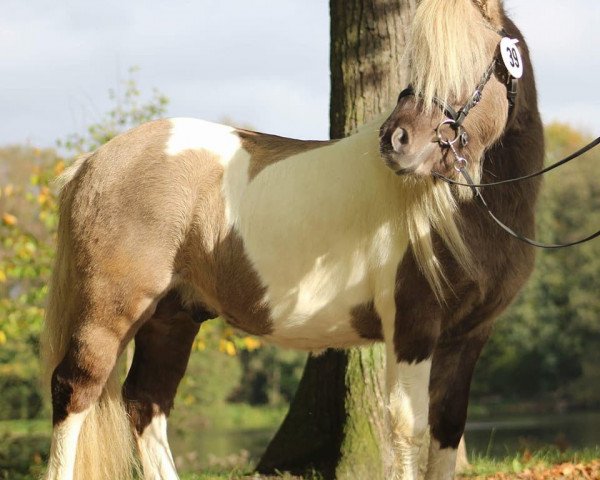 stallion Zaubertroll vom Rindergraben (Dt.Part-bred Shetland pony, 2015, from Zero von Salza)