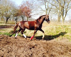 stallion Baila 3 (Hanoverian, 1998, from Brentano II)