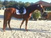 dressage horse Quincy (Hanoverian, 2014, from Quantensprung 3)