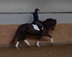 dressage horse Florentine (Westphalian,  , from Floribot)