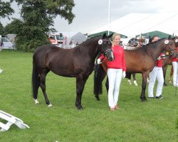 broodmare Maibritt's Deern (German Riding Pony, 2010, from Hilkens Black Delight)