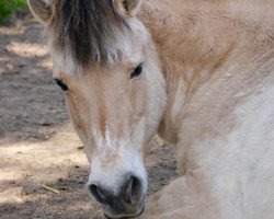 horse Merle (Fjord Horse, 1986)