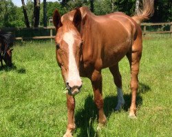 Pferd Forest B (Hessisches Warmblut, 1992, von Fürstengold)