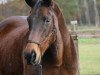 broodmare Lady Di xx (Thoroughbred, 1995, from Ebano xx)