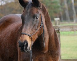 broodmare Lady Di xx (Thoroughbred, 1995, from Ebano xx)