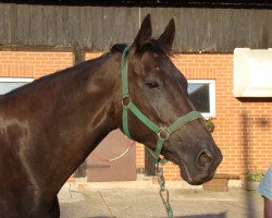 broodmare Graffiti (Hanoverian, 1996, from Glorieux)