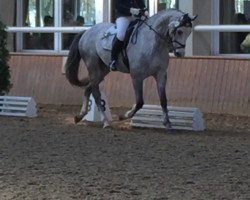 dressage horse An Brentano (KWPN (Royal Dutch Sporthorse), 2005, from San Brentano)