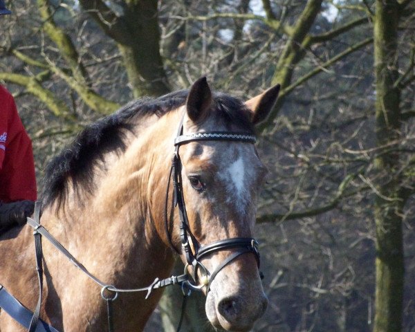 Springpferd Casper 216 (Deutsches Reitpferd, 2003, von Calato)