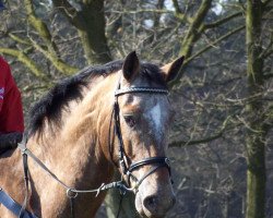 jumper Casper 216 (German Warmblood, 2003, from Calato)