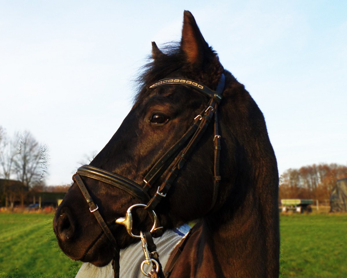 Springpferd Diaradino (Westfale, 2010, von Diarado)
