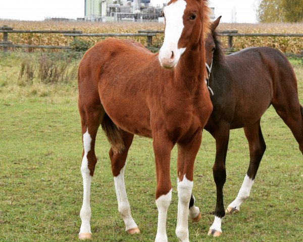 dressage horse Schwuppdiwupp (German Sport Horse, 2017, from Shomari S)