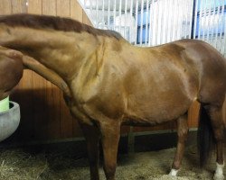 broodmare Oviva xx (Thoroughbred, 2000, from Lomitas xx)