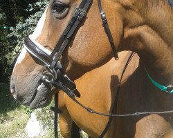 jumper Luna-Lu (Little German Riding Horse, 2008, from Cäsar)