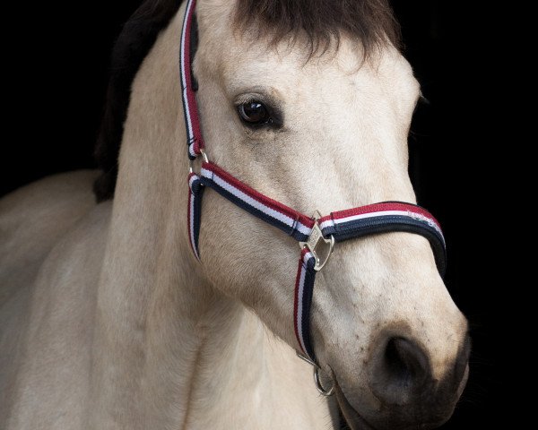dressage horse Ballyard Topy (Connemara Pony, 2013, from Capparoe Lad)