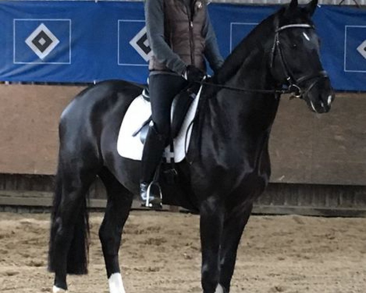 Dressurpferd The Black Prince (Hannoveraner, 2012, von Totilas)