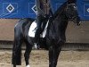 dressage horse The Black Prince (Hanoverian, 2012, from Totilas)