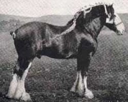 stallion Baron Bold (Clydesdale, 1904, from Baron's Pride 9122)