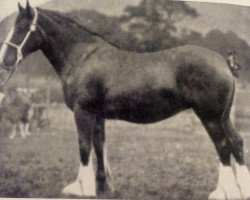 Zuchtstute Nerissa 30940 (Clydesdale, 1906, von Baron's Pride 9122)