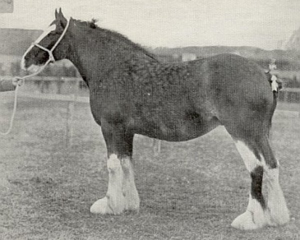 broodmare Rosalind 45029 (Clydesdale, 1913, from Dunure Footprint 15203)