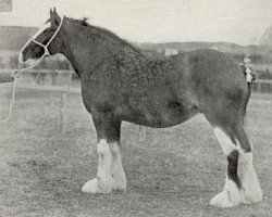 Zuchtstute Rosalind 45029 (Clydesdale, 1913, von Dunure Footprint 15203)