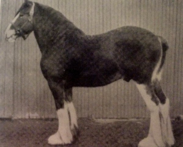 stallion Flashdale (Clydesdale, 1920, from Dunure Footprint 15203)