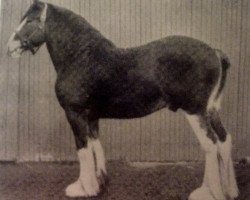 Deckhengst Flashdale (Clydesdale, 1920, von Dunure Footprint 15203)