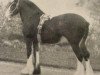 stallion Fyvie Sensation (Clydesdale, 1918, from Hiawatha Again)