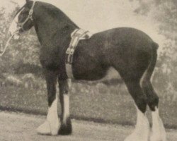 stallion Fyvie Sensation (Clydesdale, 1918, from Hiawatha Again)