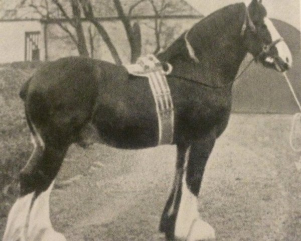 stallion Craigie Excellence (Clydesdale, 1917, from Rising Tide)