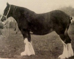 broodmare Veda 48672 (Clydesdale, 1916, from Dunure Footprint 15203)