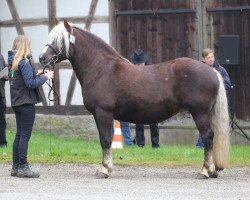 Pferd Nanni (Schwarzwälder Kaltblut, 2007, von Maximus)