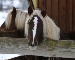 broodmare Gretel (Black Forest Horse, 2008, from LVV Modem)